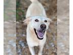 Chow Chow-German Shepherd Dog Mix DOG FOR ADOPTION RGADN-1216945 - Allie -