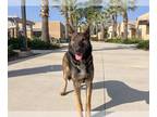 Dutch Shepherd Mix DOG FOR ADOPTION RGADN-1216949 - ELIZA - Dutch Shepherd /