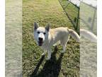 Mix DOG FOR ADOPTION RGADN-1216950 - DWIGHT - Husky (medium coat) Dog For