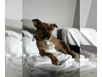 Shiba Inu Mix DOG FOR ADOPTION RGADN-1216958 - Bruno - Shiba Inu / Australian