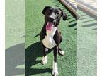 Labrador Retriever Mix DOG FOR ADOPTION RGADN-1216962 - Dudley - $75 Adoption