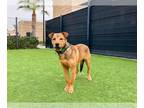 German Shepherd Dog Mix DOG FOR ADOPTION RGADN-1216965 - HUGO - German Shepherd