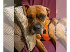 Boxer DOG FOR ADOPTION RGADN-1216987 - Rose - Boxer (short coat) Dog For