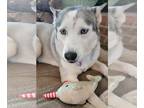 Siberian Husky DOG FOR ADOPTION RGADN-1216988 - Freya - Siberian Husky (medium