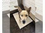 German Shepherd Dog Mix DOG FOR ADOPTION RGADN-1216992 - JILLIAN - German