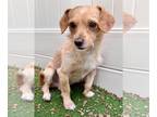 Cocker Spaniel-Jack Russell Terrier Mix DOG FOR ADOPTION RGADN-1216996 - Sampson