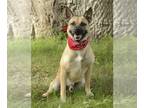 Basenji Mix DOG FOR ADOPTION RGADN-1216997 - Sonny - Basenji / Shepherd / Mixed