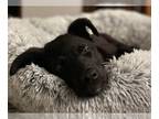 Rottweiler Mix DOG FOR ADOPTION RGADN-1217003 - Charity - Rottweiler / Shepherd