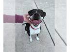 American Pit Bull Terrier Mix DOG FOR ADOPTION RGADN-1217017 - BUBBA - Pit Bull