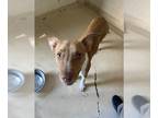 Basenji Mix DOG FOR ADOPTION RGADN-1217021 - BUSTER - Basenji / Mixed (medium