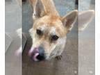 Shiba Inu Mix DOG FOR ADOPTION RGADN-1217029 - Suki - Shiba Inu / Mixed Dog For