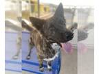 Dutch Shepherd Mix DOG FOR ADOPTION RGADN-1217043 - OAKLEY - Dutch Shepherd /