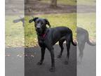 Great Dane-Labrador Retriever Mix DOG FOR ADOPTION RGADN-1217048 - Duke -