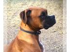 Boxer DOG FOR ADOPTION RGADN-1217054 - Kuda - Boxer Dog For Adoption