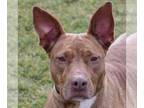 American Staffordshire Terrier-Pharaoh Hound Mix DOG FOR ADOPTION RGADN-1217077