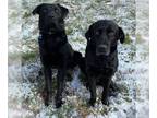 Labrador Retriever DOG FOR ADOPTION RGADN-1217082 - Ella (and Enzo) - Labrador
