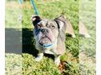 Staffordshire Bull Terrier DOG FOR ADOPTION RGADN-1217097 - Luna - Staffordshire