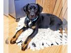 Rottweiler DOG FOR ADOPTION RGADN-1217106 - Puppy 25319 (Hagrid) - Rottweiler