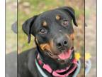 Rottweiler Mix DOG FOR ADOPTION RGADN-1217114 - SERENA - Rottweiler / Mixed