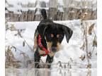 Beagle DOG FOR ADOPTION RGADN-1217120 - Puppy Amir - Beagle / Boxer Dog For