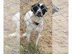 Black Mouth Cur-Pointer Mix DOG FOR ADOPTION RGADN-1217123 - Louisa May -