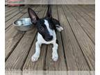 American Pit Bull Terrier-Pembroke Welsh Corgi Mix DOG FOR ADOPTION