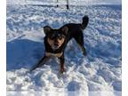 Scottish Collisky DOG FOR ADOPTION RGADN-1217135 - LOKI - Collie / Siberian