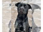 Labrador Retriever DOG FOR ADOPTION RGADN-1217143 - Ash - Labrador Retriever Dog
