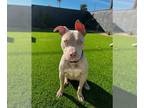 Staffordshire Bull Terrier-Weimaraner Mix DOG FOR ADOPTION RGADN-1217144 -
