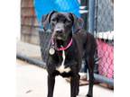 Adopt Onyx a Labrador Retriever, Mixed Breed