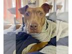 American Pit Bull Terrier Mix DOG FOR ADOPTION RGADN-1217150 - SPARROW -