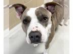 American Pit Bull Terrier Mix DOG FOR ADOPTION RGADN-1217171 - Angela - Pit Bull