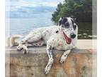 Dalmatian-Labrador Retriever Mix DOG FOR ADOPTION RGADN-1217172 - Cindy -