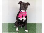 American Staffordshire Terrier Mix DOG FOR ADOPTION RGADN-1217179 - Fiona -
