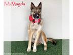 German Shepherd Dog Mix DOG FOR ADOPTION RGADN-1217180 - Magda - German Shepherd