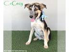 Huskies -Labrador Retriever Mix DOG FOR ADOPTION RGADN-1217182 - Cecy - Husky /