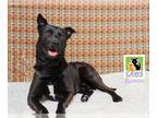 American Pit Bull Terrier Mix DOG FOR ADOPTION RGADN-1217186 - Roman - Black