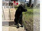 Labrador Retriever Mix DOG FOR ADOPTION RGADN-1217193 - Ruckus - Black Labrador