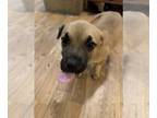 Black Mouth Cur-German Shepherd Dog Mix DOG FOR ADOPTION RGADN-1217208 - Loki -