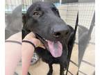 Labrador Retriever Mix DOG FOR ADOPTION RGADN-1217218 - JAKE - Labrador