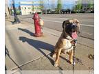 American Staffordshire Terrier-Mastiff Mix DOG FOR ADOPTION RGADN-1217222 -