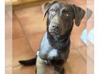 Labrador Retriever DOG FOR ADOPTION RGADN-1217225 - Reza - (Medical) Adoption In