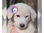 Great Pyrenees DOG FOR ADOPTION RGADN-1217227 - Laurin **Spring Special** -