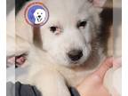 Great Pyrenees DOG FOR ADOPTION RGADN-1217232 - Logan - Great Pyrenees / Husky