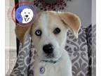 Great Pyrenees DOG FOR ADOPTION RGADN-1217237 - Lucky - Great Pyrenees (long