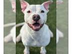 American Staffordshire Terrier Mix DOG FOR ADOPTION RGADN-1217245 - Millie -