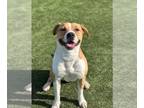 American Staffordshire Terrier-Beagle Mix DOG FOR ADOPTION RGADN-1217246 - Tandi