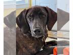 Coonhound-Plott Hound Mix DOG FOR ADOPTION RGADN-1217248 - Lucky *LOCAL* - Plott