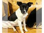 Border Collie-Jack Russell Terrier Mix DOG FOR ADOPTION RGADN-1217254 - Agnes -