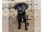 Labrador Retriever Mix DOG FOR ADOPTION RGADN-1217257 - Samantha - Shepherd /